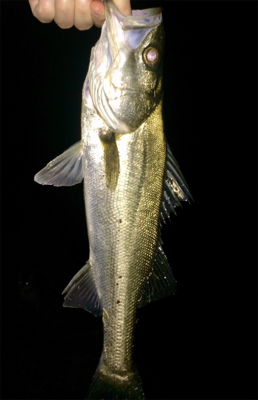 メバルのちシーバス