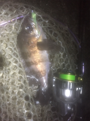 メバルを捌かせてあげたくて