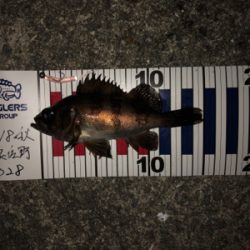 遅まきながらの初釣り