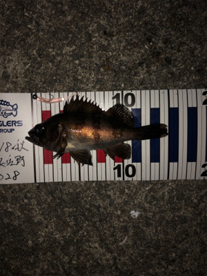 遅まきながらの初釣り