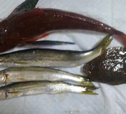 まだ、のっこみ始まらず