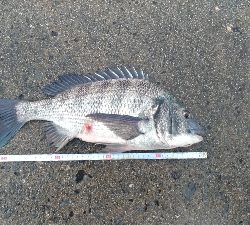 2/11の釣果　チヌチヌサバサバ