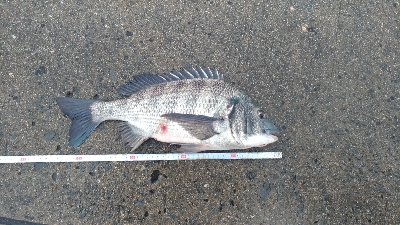 2/11の釣果　チヌチヌサバサバ