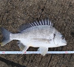 2/16釣果 フカセ釣りでタチウオが!!