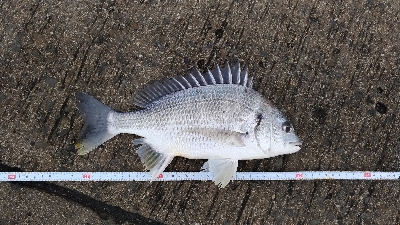 2/16釣果 フカセ釣りでタチウオが!!