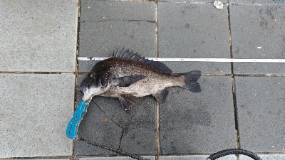 2/23釣果カンダイ、チヌ、メバル、ガシラ