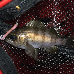 二見メバリング1