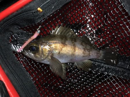 二見メバリング1