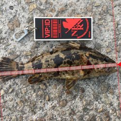 今日も渋いかな。