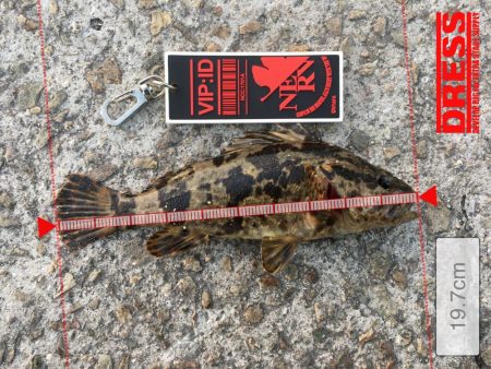 今日も渋いかな。