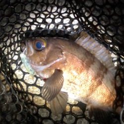 メバリング釣行