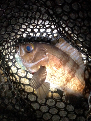 メバリング釣行