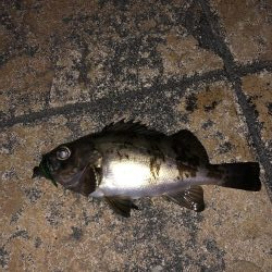 大きいメバルが釣りたくて…
