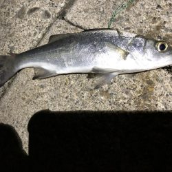 極寒メバリング