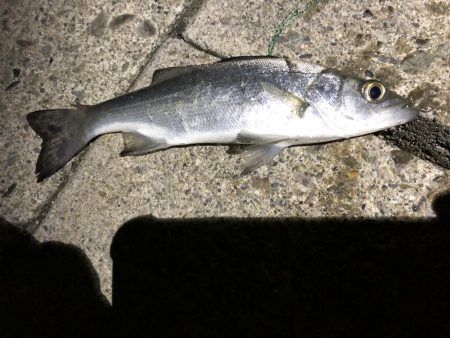 極寒メバリング