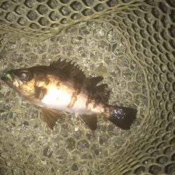 ガシラ・メバル