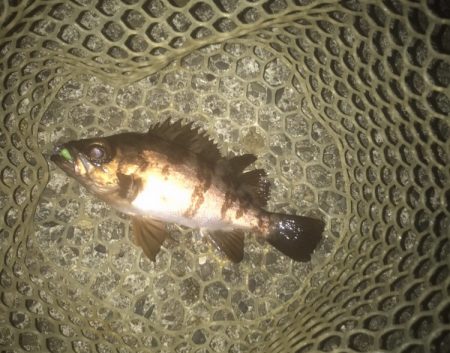 ガシラ・メバル