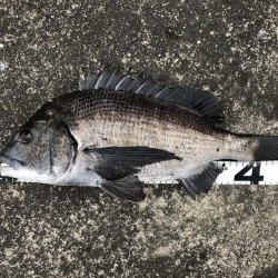 姫路港乗っ込み？