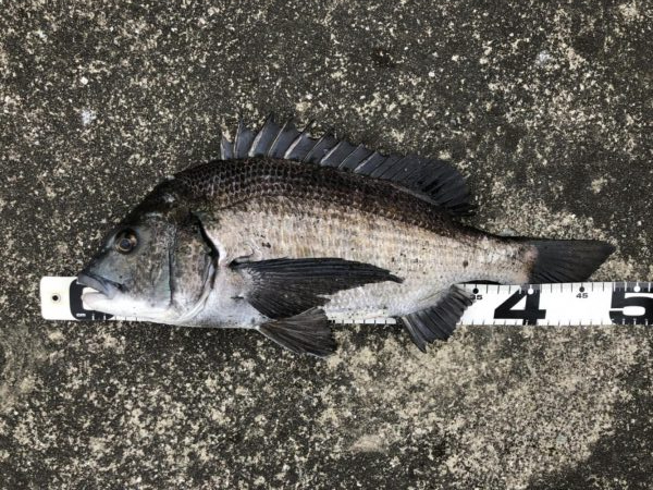 姫路港乗っ込み？