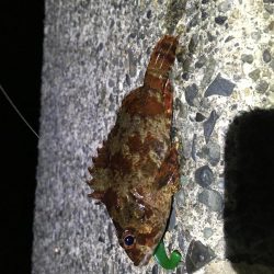 珍しい魚も釣れました！