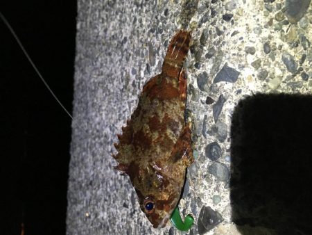 珍しい魚も釣れました！