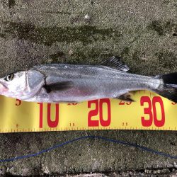 チーバスからのハネ