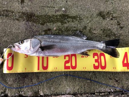 チーバスからのハネ