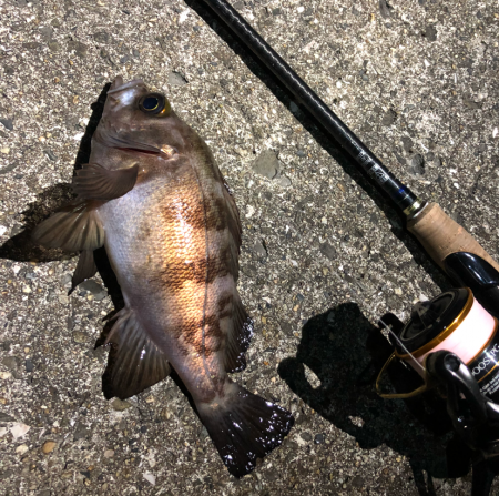 ぼちぼちメバリング