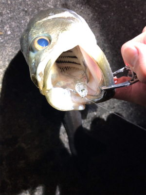 タフコンディション攻略するも?