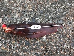 ドンコマンション