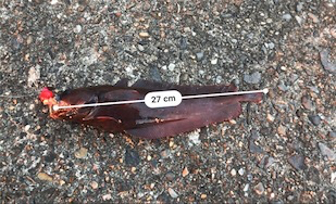 ドンコマンション