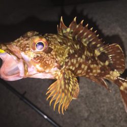 久々のガッシー！