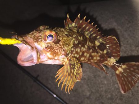 久々のガッシー！