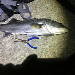 延べ竿でシーバス