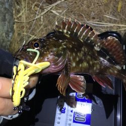 イモグラブでカサゴ