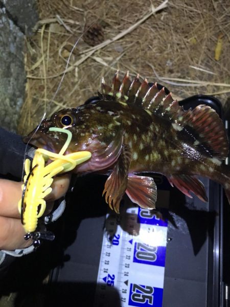 イモグラブでカサゴ