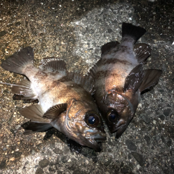 寒空風裏メバリング