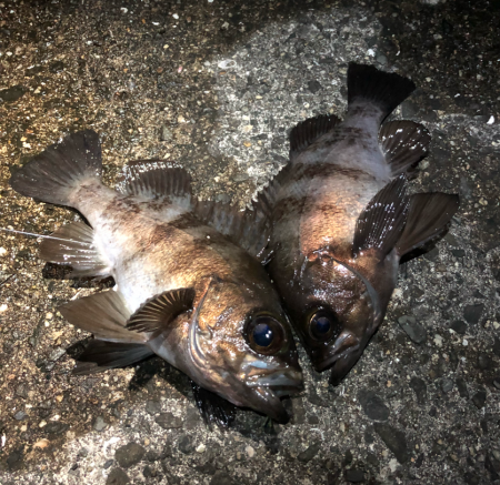 寒空風裏メバリング