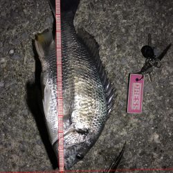 爆釣メジャーがバグってとんでもないサイズに！