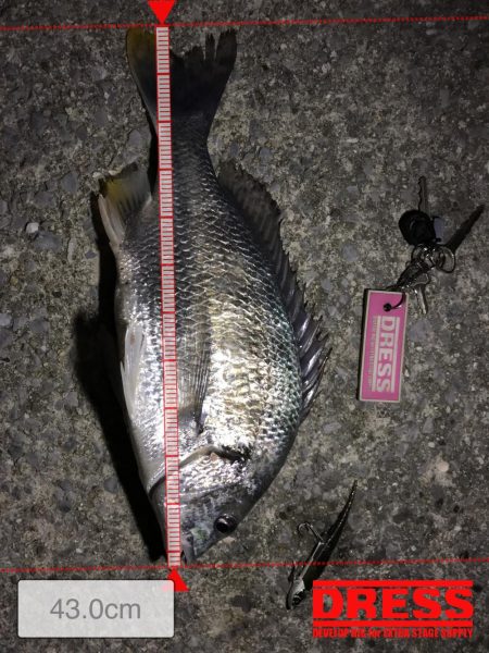 爆釣メジャーがバグってとんでもないサイズに！