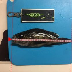 垂水漁港 メバリング