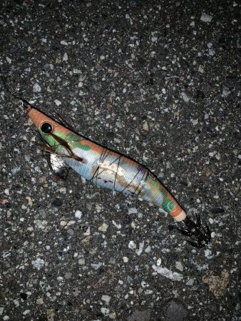 今回は中層でアタリ多数!