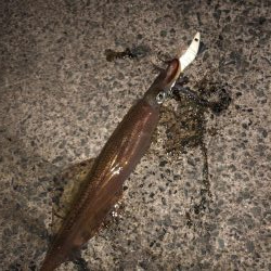 ヤリイカ ツ抜け達成