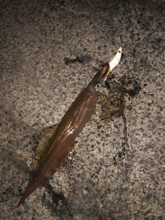 ヤリイカ ツ抜け達成