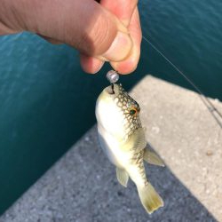 アジングのはずが