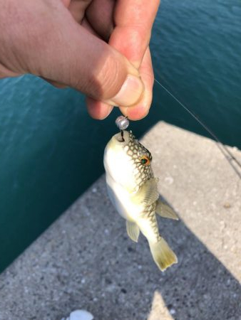 アジングのはずが