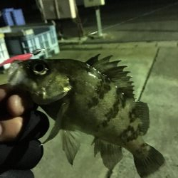 我慢のメバリング