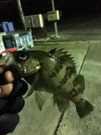 我慢のメバリング