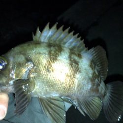 湾奥メバリング