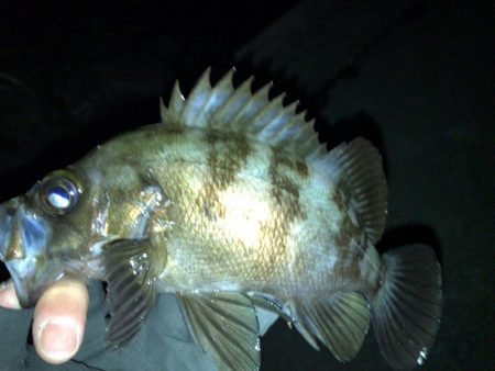 湾奥メバリング